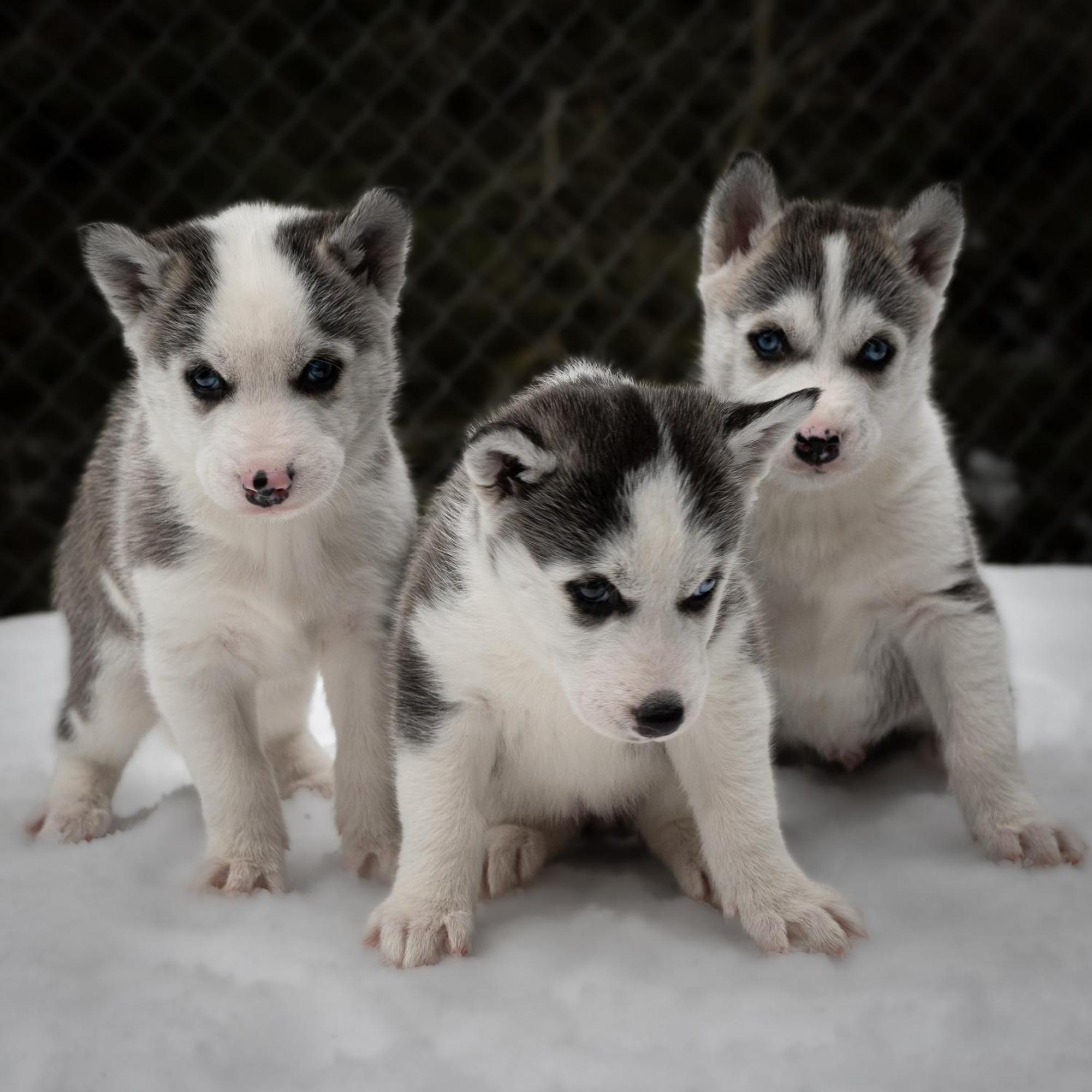Huettenhotel Husky Lodge Muotathal Eksteriør bilde