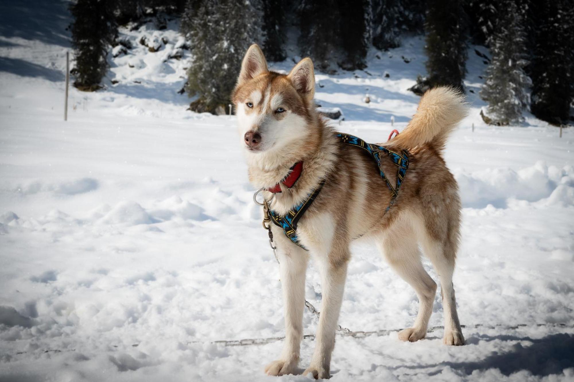 Huettenhotel Husky Lodge Muotathal Eksteriør bilde