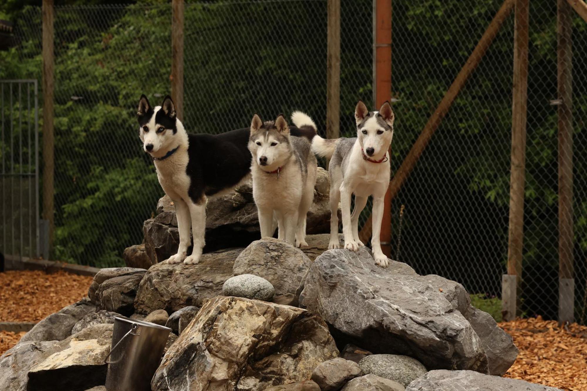 Huettenhotel Husky Lodge Muotathal Eksteriør bilde